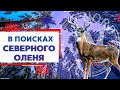 В поиске Северного оленя