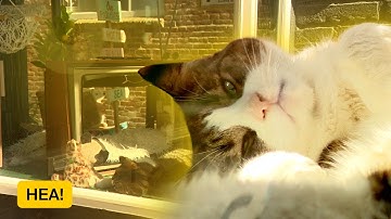 Poes Gappie is de publiekstrekker van Lemmer |HEA!