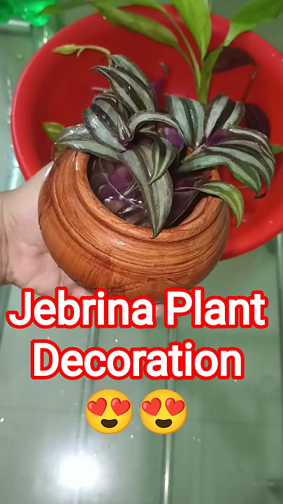 Jebrina Plant Decoration 😍 #shorts #shortsfeed #trending #diy