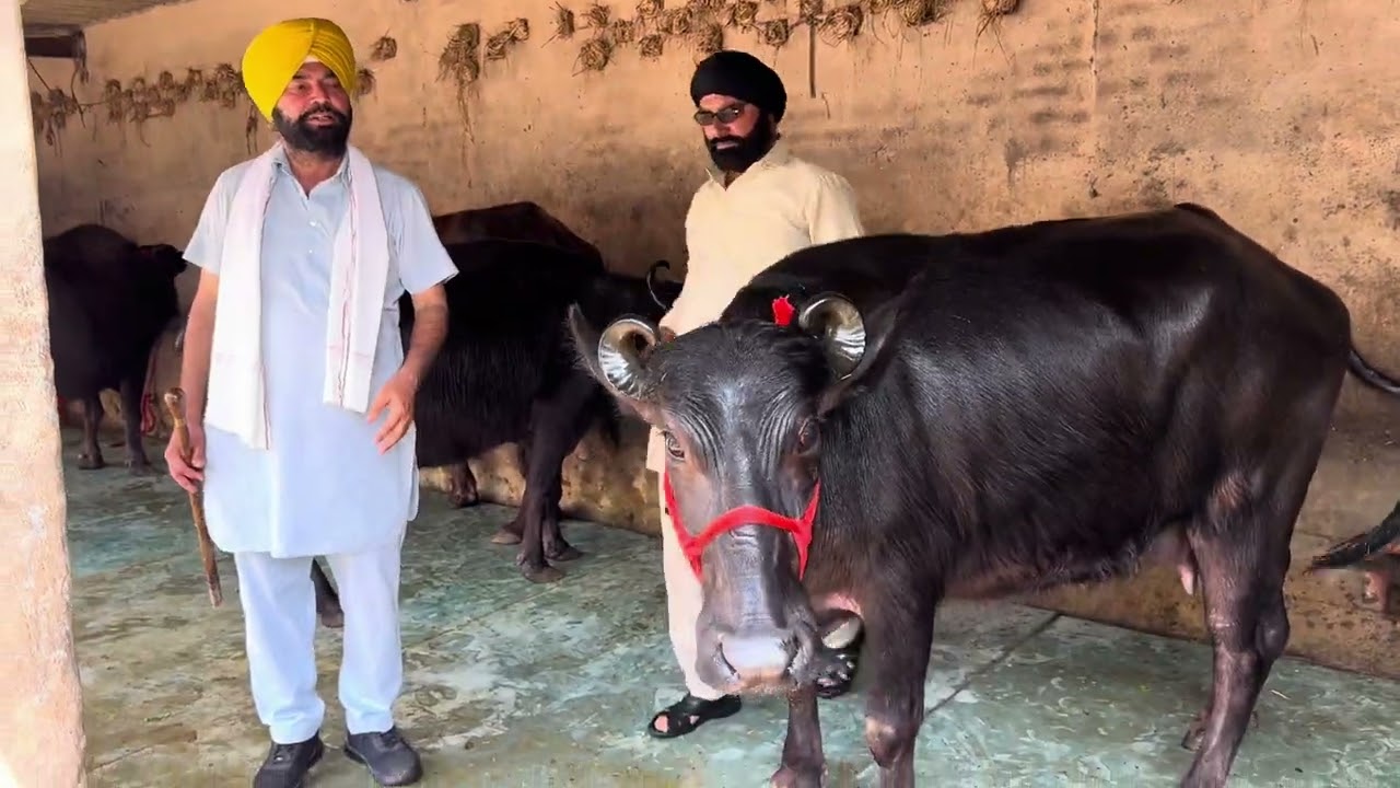 5 March 2026 ਫੋਨ 98721-16727 👈 7-8 ਝੋਟੀਆ ਵਿਕਾਊ ਸਰਵਨ ਸਿੰਘ ਸਰਪੰਚ ਸਾਹਬ ਕੋਲ ਬਹੁਤ ਘੈਂਟ ਘੈਂਟ ਝੋਟੀਆ ਭਾਅ 