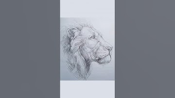 How to Draw a Realistic Lion Face 🦁 | Step-by-Step Pencil Drawing Tutorial for Beginners