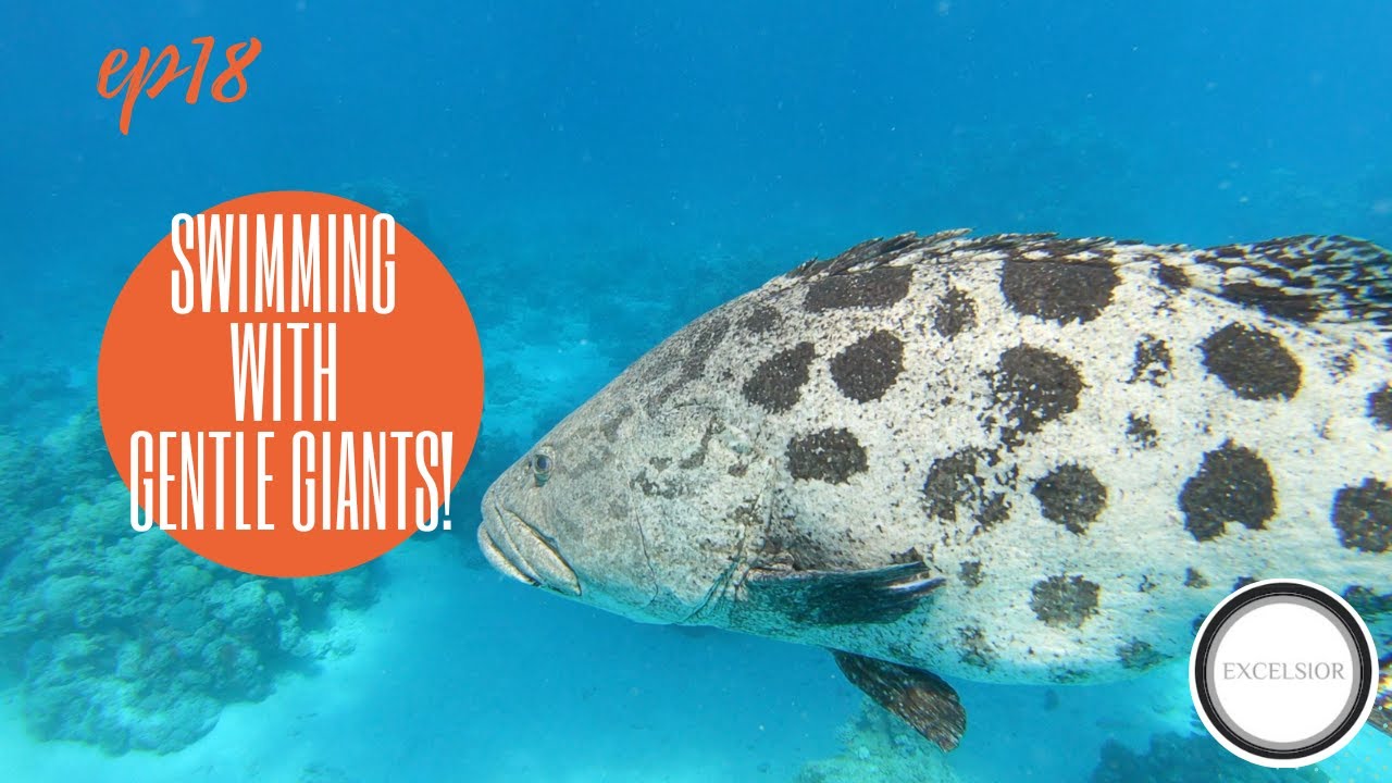 Swimming with Gentle Giants! - Ep 18 | SAILING THE RIBBON REEFS, THE GREAT BARRIER REEF, AUSTRALIA
