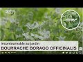 Les incontournables au jardin  bourrage borago officinalis