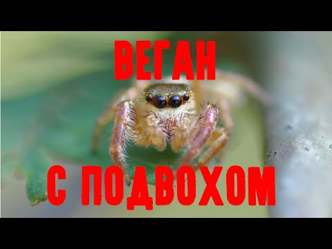 Видео: Bagheera - Киплингийн дүр