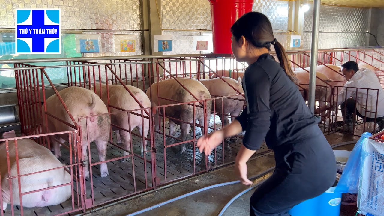 Nghiệm thu heo nái Canada: đẻ 14-16 con, nuôi con rất khéo, dễ chăm, ít khi bị viêm nhiễm