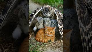 Will This Owl Mom Protect Both Her Owlet And The Kitten?