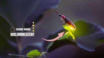 The Enigmatic Dance of Fireflies: A Closer Look at Their Light-Producing Mechanism