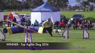 TOP AGILITY DOG 2016 by kayladene 584 views 7 years ago 9 minutes, 38 seconds