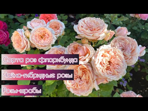Сорта роз флорибунда,