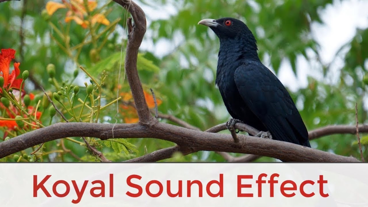 Cuckoo Bird Sound Effect Cuckoo Song कोयल की आवाज Koyal ki awaz