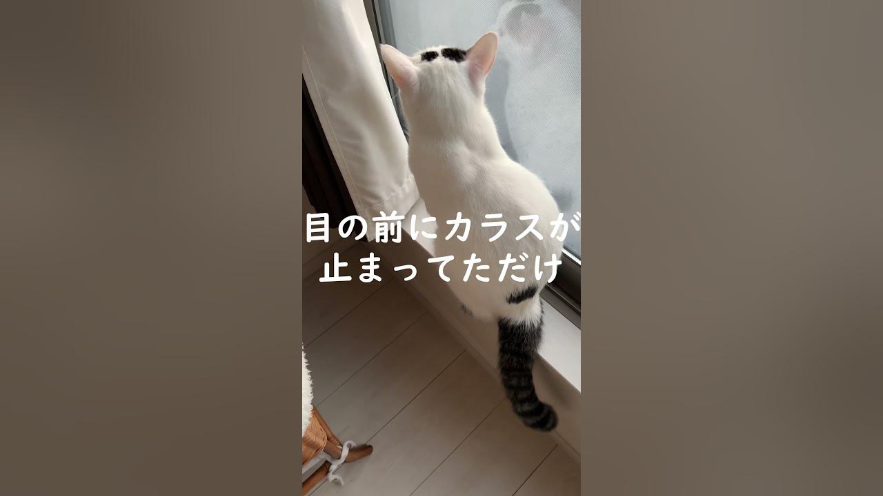早朝から窓に向かって鳴く猫 shorts YouTube 早朝から窓に向かって鳴く猫 shorts YouTube