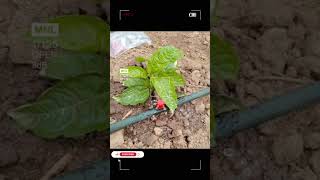 How To Start One Acre Project Of Upf12 Purple Passion Fruits.