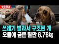 쓰레기 빌라서 구조된 개..오물에 굳은 털만 6.76㎏ 귀와 발이 구분이 안돼 [26. 5. 28.]