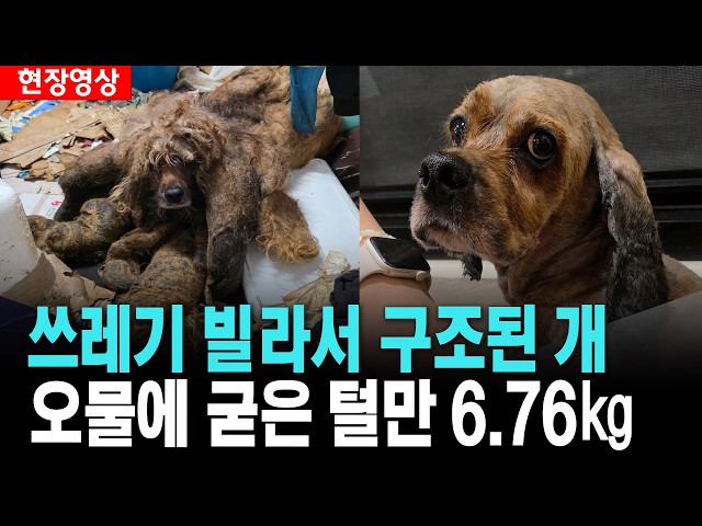 쓰레기 빌라서 구조된 개..오물에 굳은 털만 6.76㎏ 귀와 발이 구분이 안돼 [26. 5. 28.]
