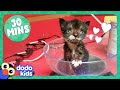 30 Minutes Of Teeny, Adorable Fuzzballs | Dodo Kids | Animal Videos For Kids