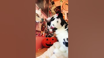 (Remake) duets? 😼 #emotionalsupportstuffedanimal #essacommunity #essaowner #essa #essadog