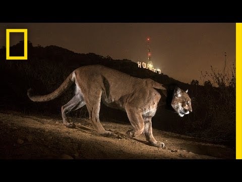 Cougars: From the Mountains to Hollywood | Nat Geo Live