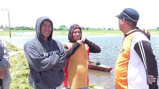 PANEN PADI PETANI SIDRAP MENGGUNAKAN PERAHU DI TENGAH BANJIR