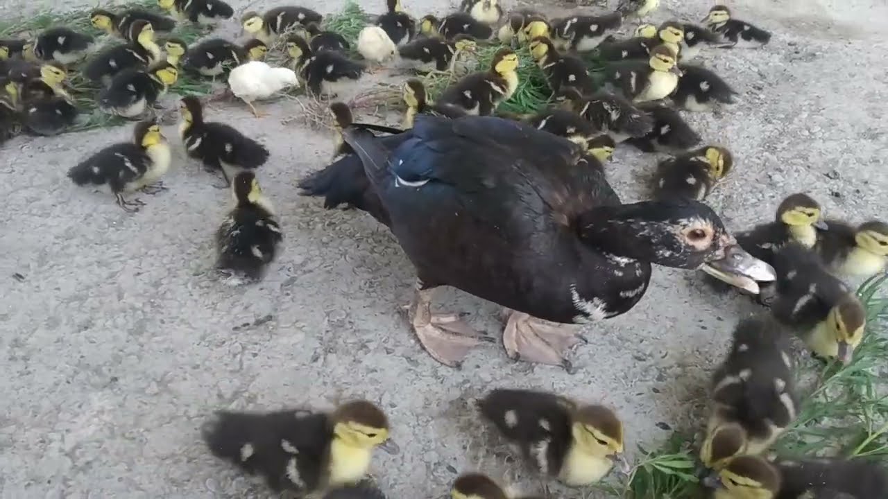 Indautkalar olami yohud siz bilmagan malumotlar ,💯💯👍👍👍sizlardan faqat like