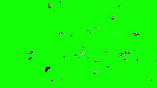 Бабочки / футаж / footage / Зеленый фон / green background / chromakey / хромакей