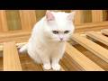 大好きなソファが使えなくて、露骨にしょんぼりする猫…笑