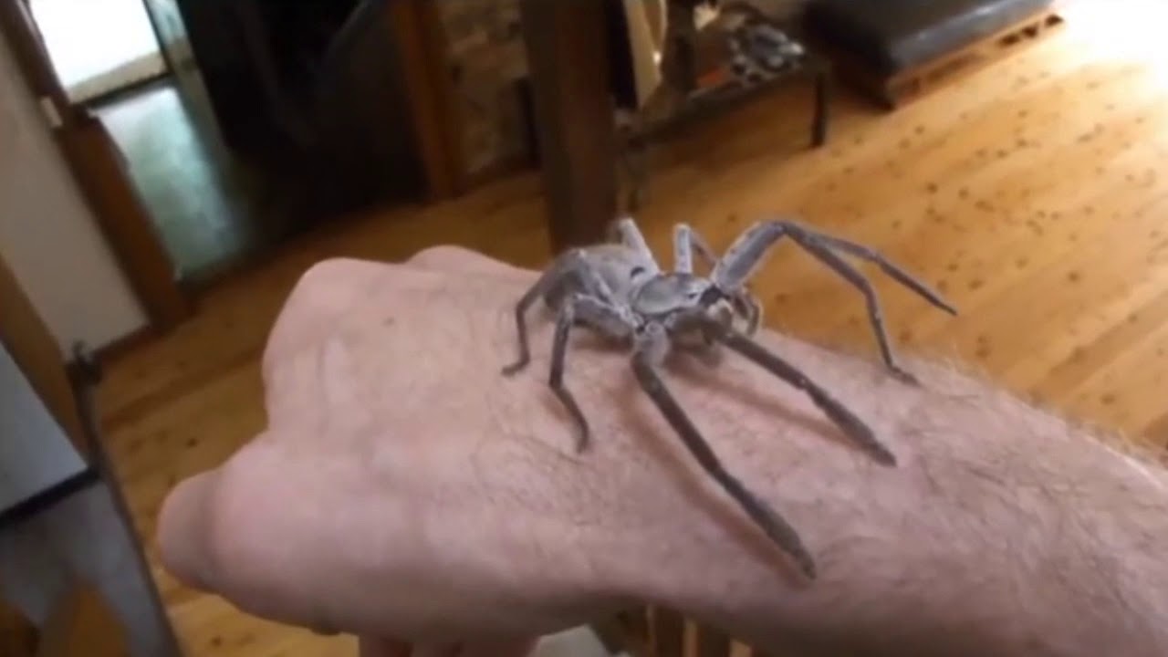 Arachnophobia reaction - YouTube