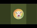 Calf vibes is live