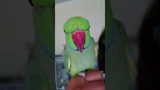Indian Ringneck Parrot talking!