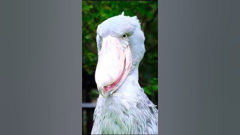 "Scariest Birds Sound"💀 #shorts #viral