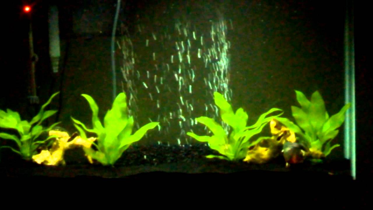 Piranhaz and WolfFish