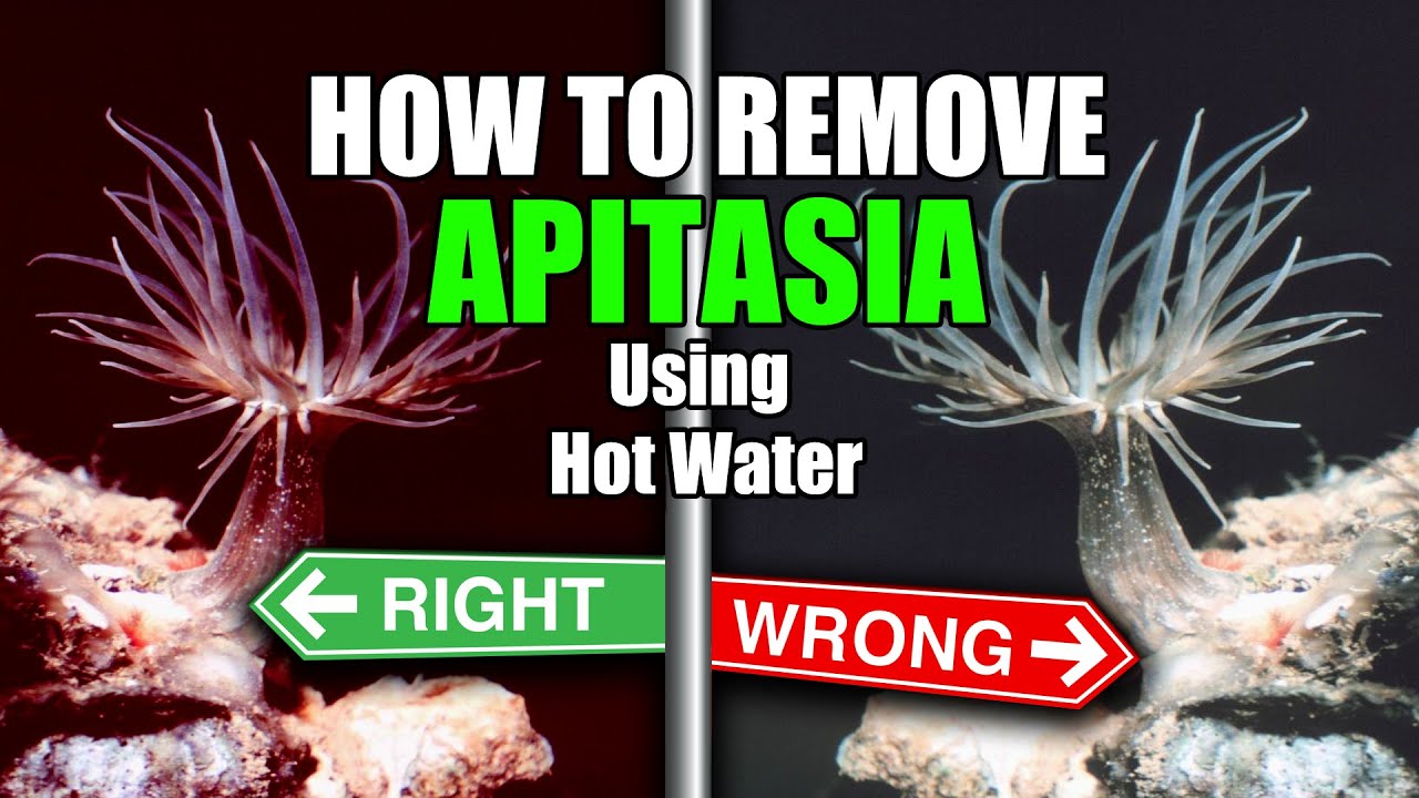 How To Remove Apitasia Using Hot Water | The Wrong \U0026 The Right Way!