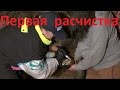 Первая расчистка жеребёнка