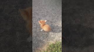 Baby Kitten Crawling To Me