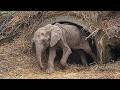 Rescue Team Finds Weak Elephant in Drain | What Happens Next