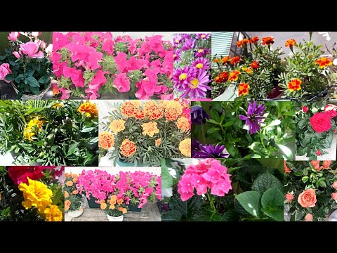 Video: Çfarë janë perimet shumëvjeçare: Llojet e perimeve shumëvjeçare për kopshtarët
