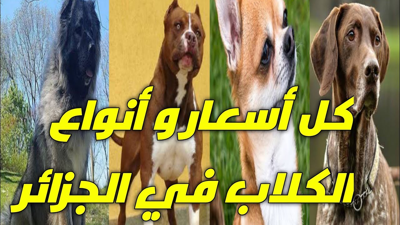 أسعار جميع الكلاب في الجزائر أكتر من 30 كلب (2021) - YouTube