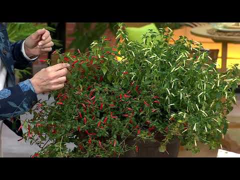 Ultimate Innovations 3pc Hummingbird Feast Live Plants on QVC @QVCtv