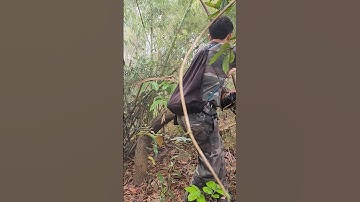 Qaib dib dib tuaj zoo tiag tiag