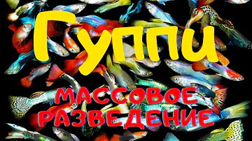 Рыбки ГУППИ - СОДЕРЖАНИЕ, РАЗВЕДЕНИЕ, КОРМЛЕНИЕ И ЛЕЧЕНИЕ. (English subtitles)