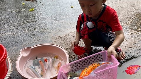 Tổng hợp video cá cảnh đẹp , Chip Pi bắt cá vàng ở mương nước , con cua , con tôm , cá koi ,cá mún