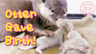 カワウソのモリーが出産しました Otter gave Birth!【赤ちゃん誕生】