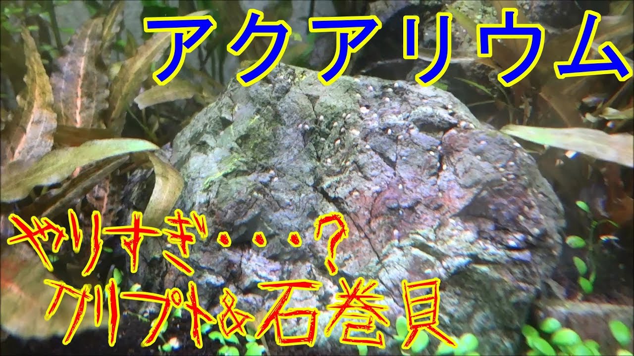 陰性水草だから成長速度が遅いって 絶対信じないからな アクアリウム Youtube 陰性水草だから成長速度が遅いって 絶対信じないからな アクアリウム Youtube
