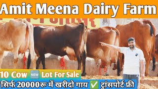 28 Letter Milk  20000 में खरीदो गाय ✅ ट्रांसपोर्ट फ्री  Top 10 Sahiwal Gir Jersey Cross Breed Cow