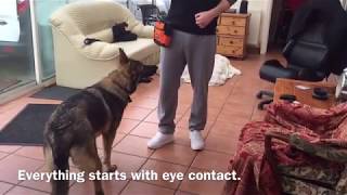 The Art Of Attention ! getting more FOCUS in Dogs