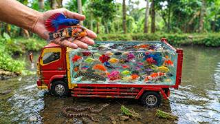 😱 Mengangkut Ikan Hias Cantik, Ikan Cupang, Ikan Mas, Goldfish, Guppy, Channa, Lele & Sapu-Sapu 🐠🐟