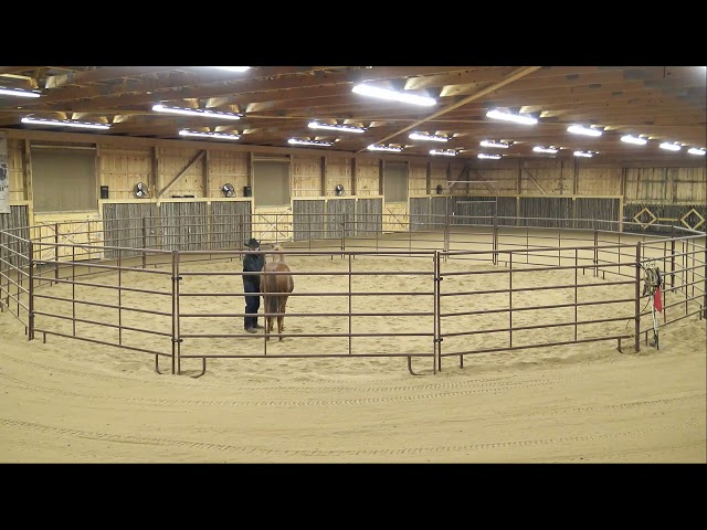 Versatility Horse "Stetson" Part 3 - In Hand Communication - Foundation Education