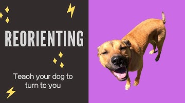 Teach Your Dog to Reorient | Prevent Door Dashing | Control Unleashed
