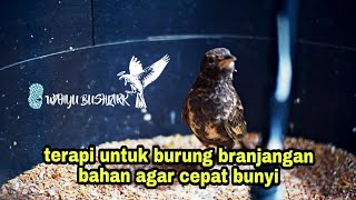 Suara terapi untuk merangsang branjangan bahan cepat bunyi