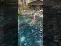 Gabby swimming with alligators 🥰🐊