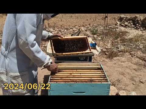 هل النحل يلتهم جزء كبير من عسل العاسلة عند التدخين بالمدخنة اثناء فحص النحل اليكم الجواب